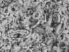  1.а. Писчий мел, K2t, Белгородская область (Лебединский карьер), увеличение 3500, тремалит, вид сбоку