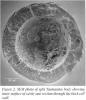 Электронно-микроскопическая фотография водоросли.